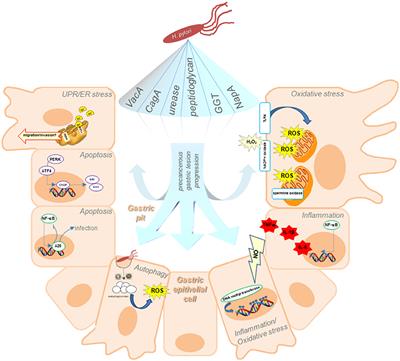 Helicobacter pylori and Gastric Cancer: Adaptive Cellular Mechanisms Involved in Disease Progression